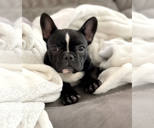 French Bulldog Puppy for sale in BEVERLY HILLS, CA, USA