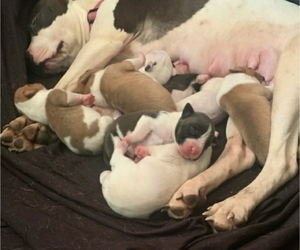 American Pit Bull Terrier Puppy for Sale in BUFFALO, New York USA