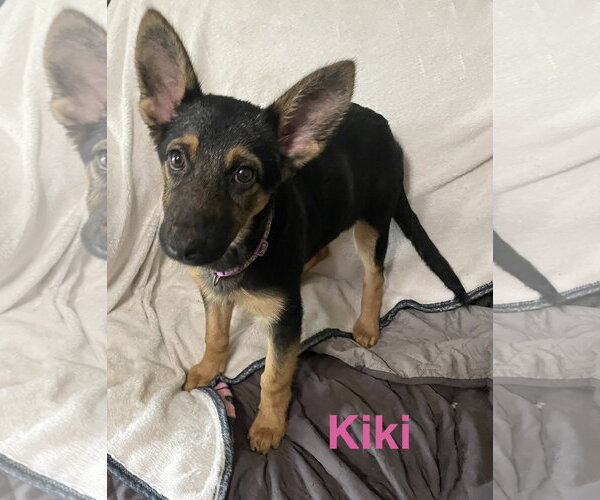 Medium Photo #1 German Shepherd Dog Puppy For Sale in Topeka, KS, USA