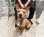 COURTESY POST: Chico - Male Mutt Dog for Adoption - Small photo