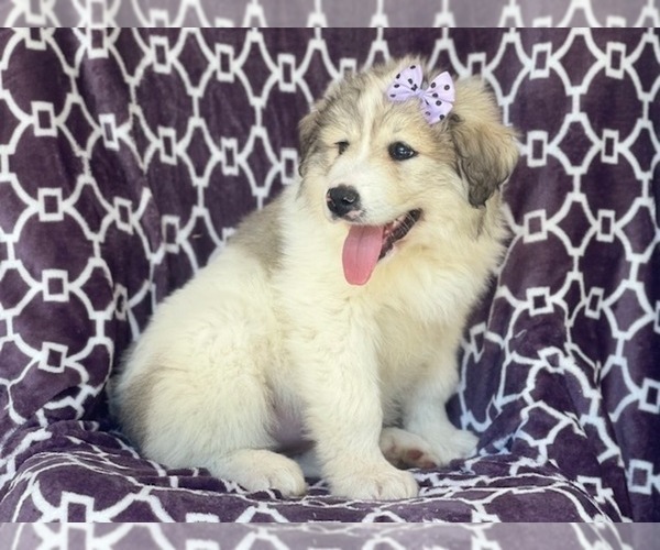 Medium Photo #4 Great Pyrenees Puppy For Sale in LAKELAND, FL, USA