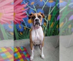 Boxer Dogs for adoption in Frisco, CO, USA