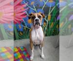 Small Boxer