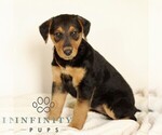 Small #1 Airedale Terrier