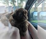Small Photo #4 Shih-Poo Puppy For Sale in SPENCER, TN, USA