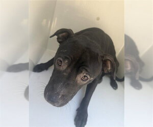 Labrador Retriever Dogs for adoption in Houston, TX, USA