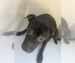 A663669 - Female Labrador Retriever Dog for Adoption - Small photo