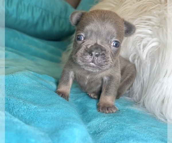 Medium Photo #23 French Bulldog Puppy For Sale in TALLAHASSEE, FL, USA