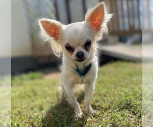 Chihuahua Dogs for adoption in Pacolet, SC, USA