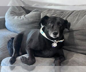 Border Collie-Unknown Mix Dogs for adoption in Oakland Park, FL, USA