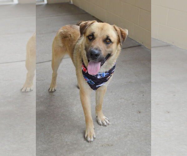 Medium Photo #2 German Shepherd Dog-Unknown Mix Puppy For Sale in McKinney, TX, USA