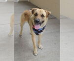 Small #1 German Shepherd Dog Mix