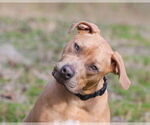 Small #3 Mutt