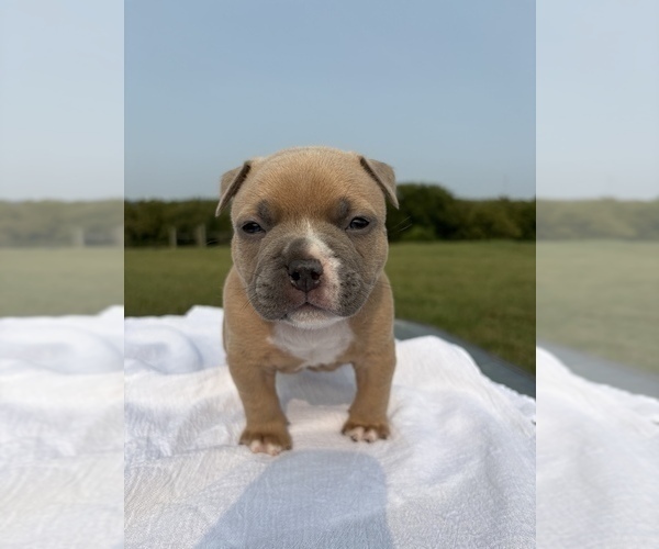 Medium Photo #21 American Bully Puppy For Sale in BLUE SPRINGS, MO, USA