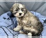 Small Photo #18 Zuchon Puppy For Sale in RENO, NV, USA