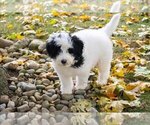 Small #2 Portuguese Water Dog