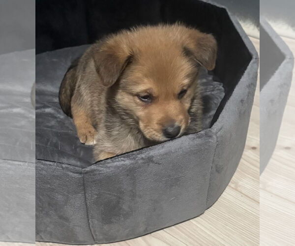 Medium Photo #2 Shepradors Puppy For Sale in Princeton, MN, USA