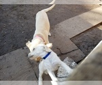 Small Photo #5 Labradoodle-Labrador Retriever Mix Puppy For Sale in ANGLETON, TX, USA
