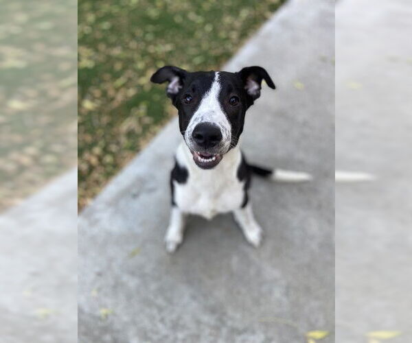 Medium Photo #1 Border Collie Puppy For Sale in Fremont, CA, USA