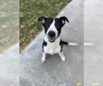 Small Border Collie