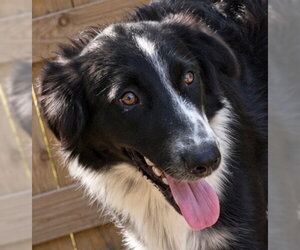 Raven - Female Australian Shepherd Dog for Adoption - Photo #4