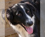 Small Photo #4 Australian Shepherd Puppy For Sale in Dallas, TX, USA