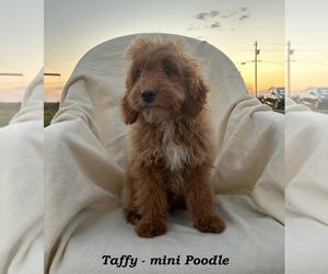 Poodle (Miniature) Puppy for sale in CLARKRANGE, TN, USA