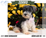 Small #6 Schnauzer (Miniature)