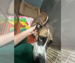 Small #2 Great Dane Mix