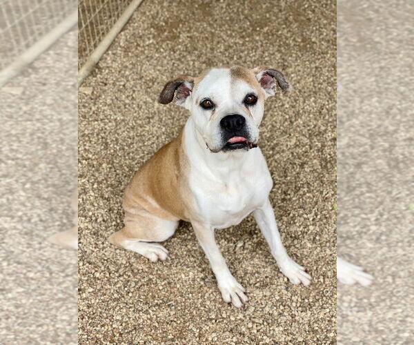 Medium Photo #1 Boxer Puppy For Sale in Austin, TX, USA