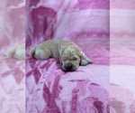 Small Photo #14 Goldendoodle Puppy For Sale in MORENO VALLEY, CA, USA