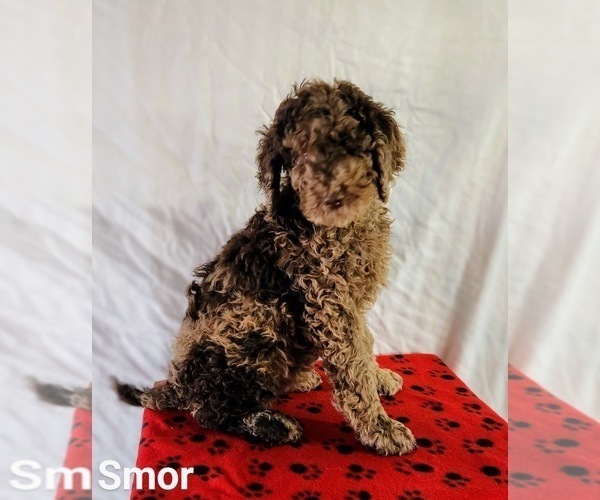 Medium Photo #2 Poodle (Standard) Puppy For Sale in NAPPANEE, IN, USA