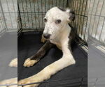 Small #9 Border Collie Mix