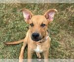 Small #1 Labrador Retriever Mix