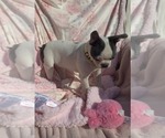 Small Photo #14 Boston Terrier Puppy For Sale in MINERAL WELLS, WV, USA