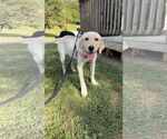 Small #2 Labrador Retriever Mix