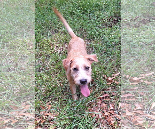 Medium Photo #3 Irish Terrier-Unknown Mix Puppy For Sale in Missouri City, TX, USA