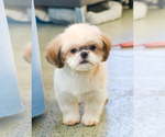 Small Photo #3 Shih Tzu Puppy For Sale in SYRACUSE, IN, USA