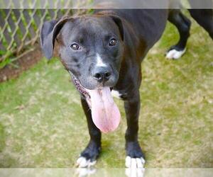 Labrador Retriever-Unknown Mix Dogs for adoption in Tallahassee, FL, USA