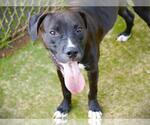 CHOP - Male Labrador Retriever-Unknown Mix Dog for Adoption - Small photo