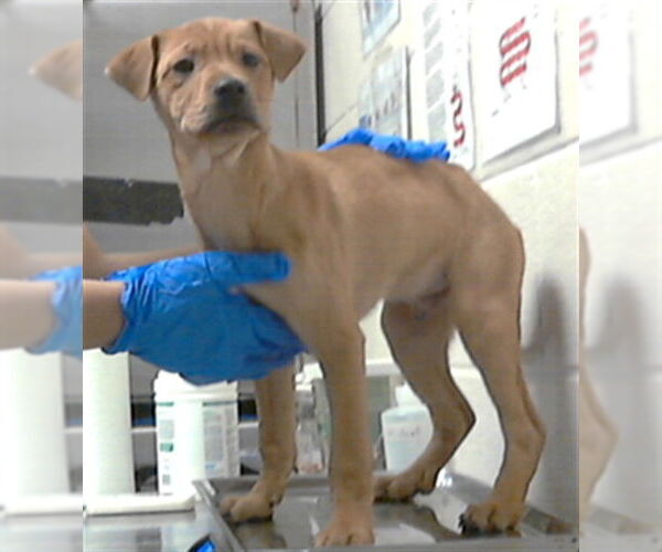 Medium Photo #1 Labrador Retriever-Unknown Mix Puppy For Sale in Fayetteville, NC, USA