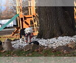 Small Photo #21 Old English Sheepdog Puppy For Sale in MARIONVILLE, MO, USA