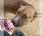 Small #5 Retriever  Mix