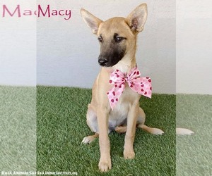 German Shepherd Dog Mix Dog for Adoption in San Diego, California USA