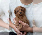 Puppy Peanut Goldendoodle (Miniature)