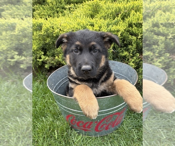Medium Photo #4 German Shepherd Dog Puppy For Sale in MIDDLEBURY, IN, USA