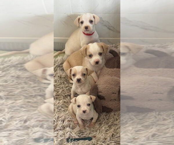 Medium Photo #3 Chihuahua-Colonial Cocker Spaniel Mix Puppy For Sale in Aurora, IN, USA