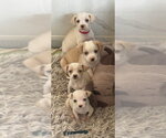 Small #2 Chihuahua-Colonial Cocker Spaniel Mix