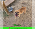 Small #3 American Bulldog Mix