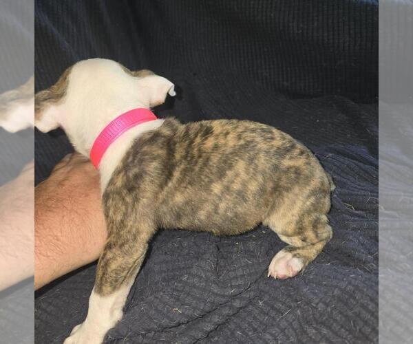 Medium Photo #8 Olde English Bulldogge Puppy For Sale in HAMLER, OH, USA